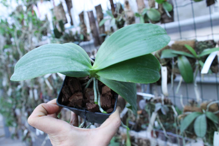 Phalaenopsis Tzu Chiang Chrisna x Phalaenopsis LD's Bear Queen.jpg