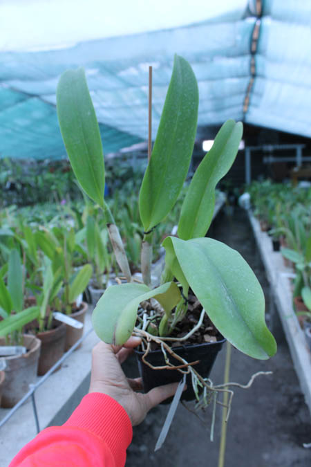 Laeliocattleya Dinard 'Blue Heaven'.jpg