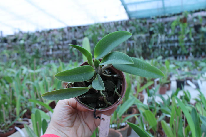 Laelia alaori x praestans.jpg