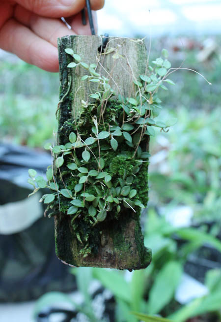 Barbosella dusenii.jpg