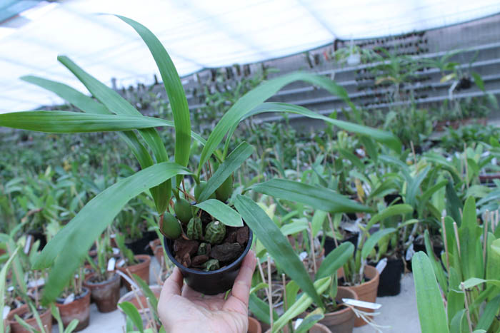 Coelogyne cristata.jpg