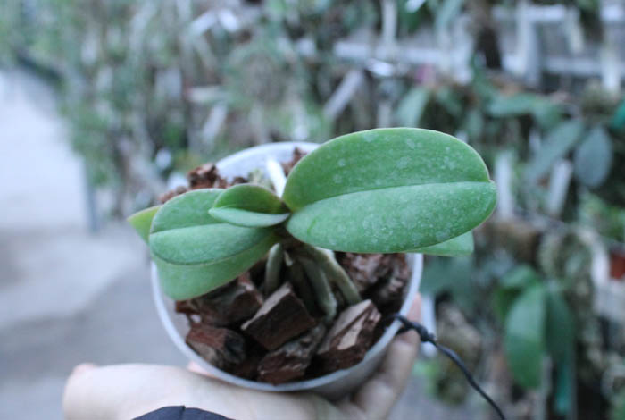 Doritaenopsis Lius Sakura.jpg