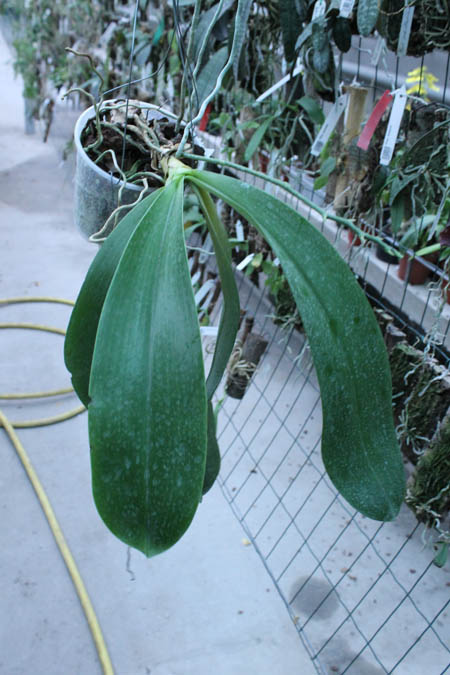 Phalaenopsis Joey.jpg