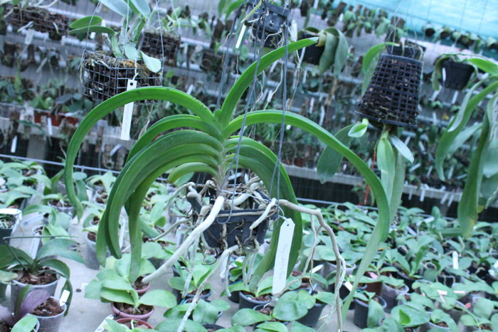Rhynchostylis coelestis blue.jpg