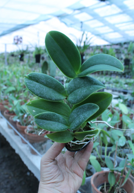 Cattleya nobilior semi-alba.jpg