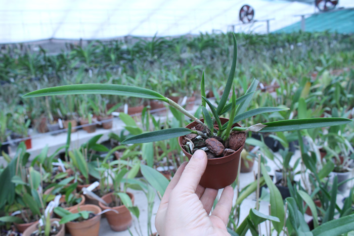 Brassavola flagellaris x Potinara Esther Costa 'Orange Fantasy'.jpg