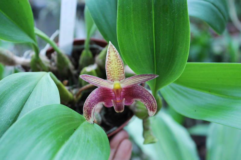 Bulbophyllum dearei x lobbii.jpg