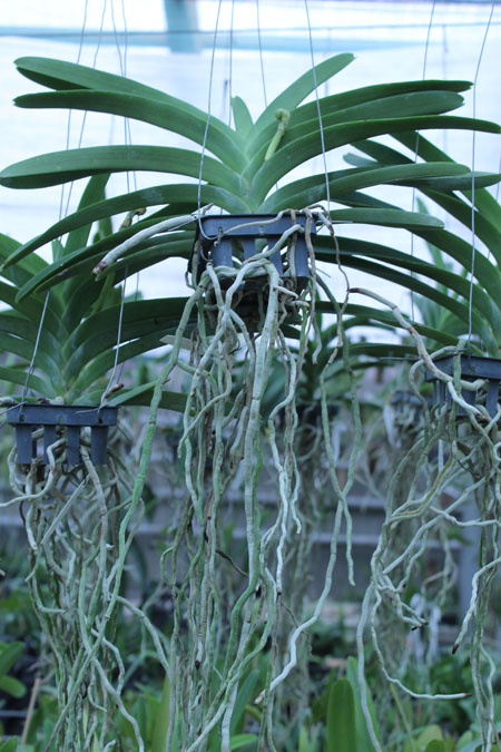 Vanda Jiraprapa x Suksamran Spot.jpg