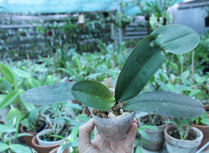 Phalaenopsis stuartiana var nobilis.jpg