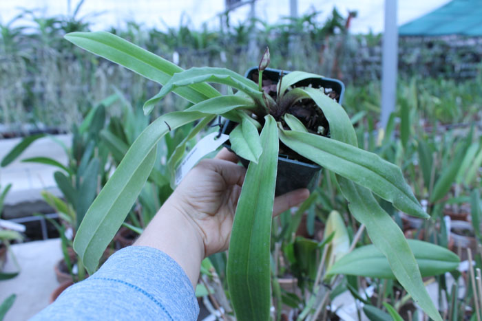 Paphiopedilum spicerianum.jpg