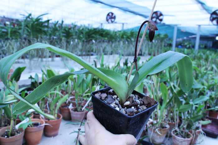Paphiopedilum In-Charm Lady.jpg