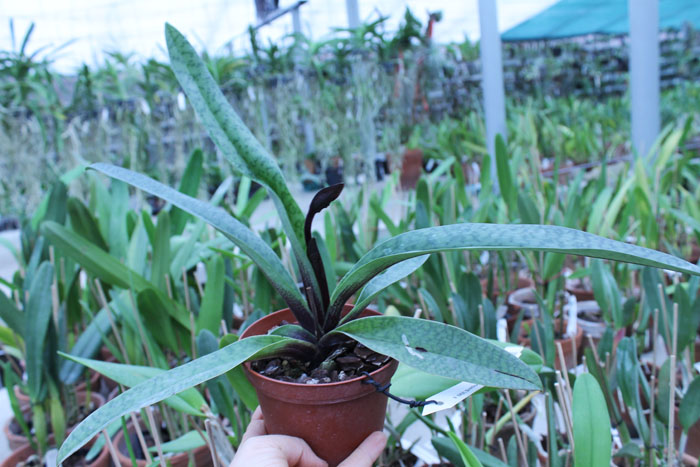 Paphiopedilum Ruby Leopard Vini x charlesworthii.jpg
