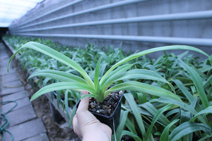 Phragmipedium Memory Dick Clements (besseae x sargentianum).jpg