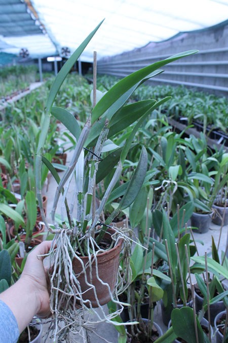 (Cattleya Pink Jaguar x Brassavola digbyana) 'ORCHIS'.jpg