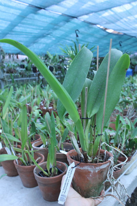 Laeliocattleya Antonetta Mahan 'S-10'.jpg