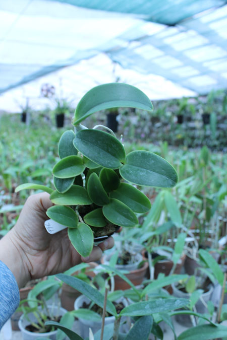 Cattleya nobilior semi-alba.jpg