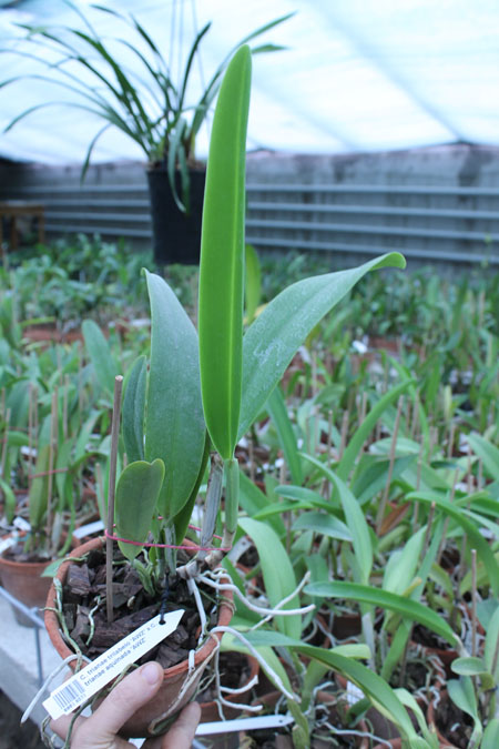 Cattleya trianae trilabelo 'AWZ' x Cattleya trianae aquinada 'AWZ'.jpg