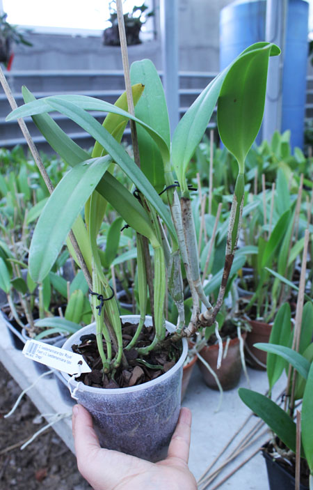 Cattleya lueddemanniana tipo 'Royal Flash' x Cattleya lueddemanniana tipo 'Drago'.jpg