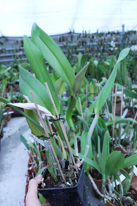 Brassolaeliocattleya Port of Paradise '3G' x Brassolaeliocattleya Haadyai Delight 'Bangprom Gold'.jpg