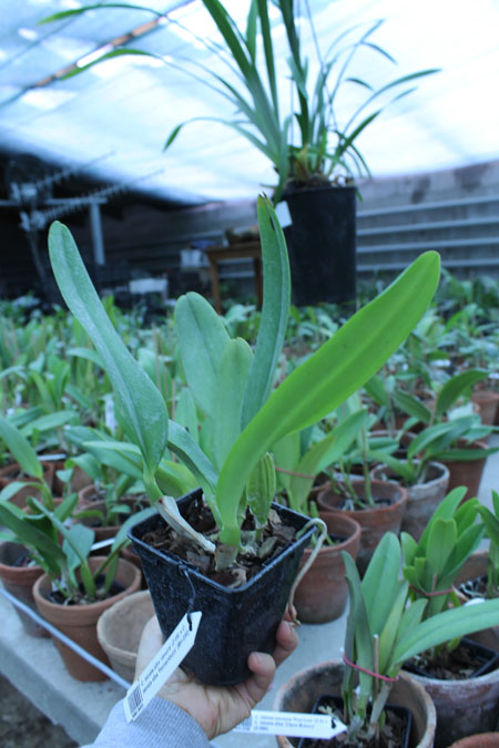 Cattleya labiata alba 'Jassira' (Z-86) x Cattleya labiata alba 'Pernambuco' (BH-200).jpg