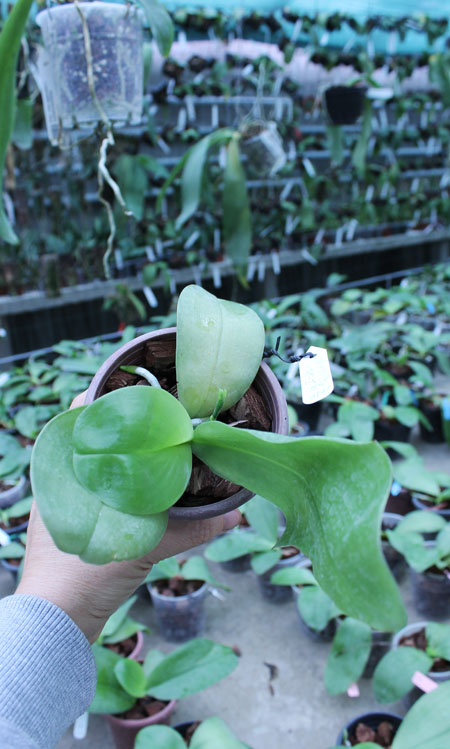 Phalaenopsis I-Hsin George - bellina x Dragon Tree Eagle.jpg