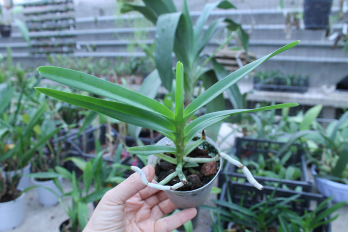 Vanda denisoniana orange x Ascocenda Rasri Gold.jpg