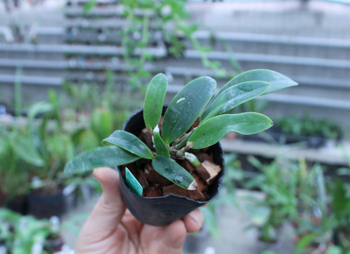 Cattleya aclandiae.jpg