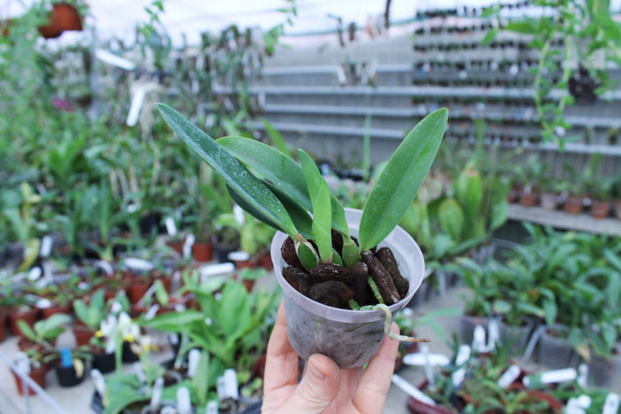 Laelia jongheana.jpg