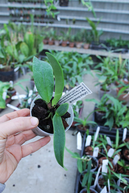 Cattleya dowiana aurea.jpg