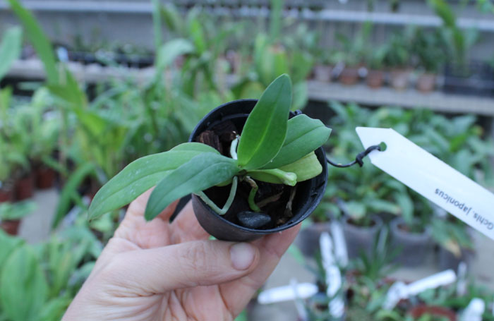 Gastrochilus japonicus.jpg