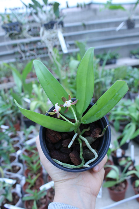 Gastrochilus acutifolius.jpg