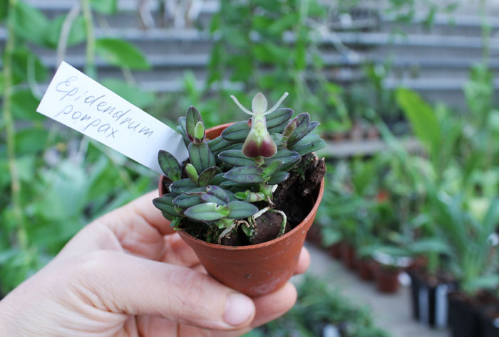 Epidendrum porpax.jpg