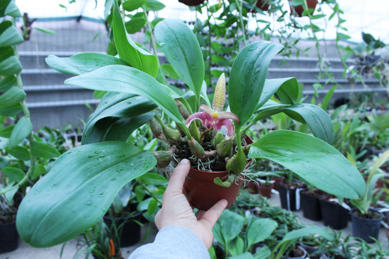 Bulbophyllum dearei x lobbii.jpg