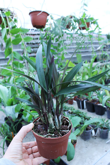 Epidendrum floribundum.jpg