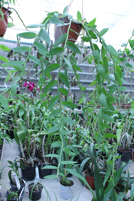 Dendrobium pierardii x loddigesii.jpg