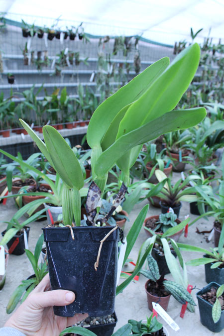 Cattleya warneri semi alba (boa forma) x Cattleya warneri semi alba 'Rubi'.jpg