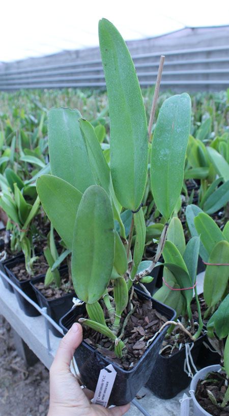 Cattleya warneri concolor 'HI' x Cattleya warneri venosa suave.jpg