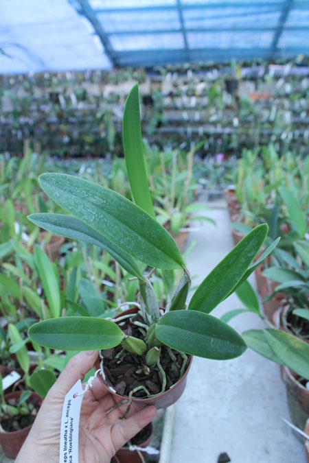 Laelia anceps lineatha x Laelia anceps pelorica 'Roeblingiana'.jpg