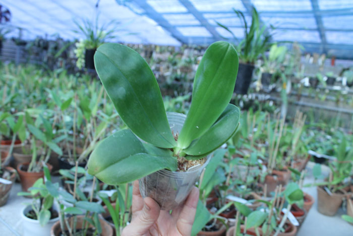 Phalaenopsis bellina coerulea.jpg