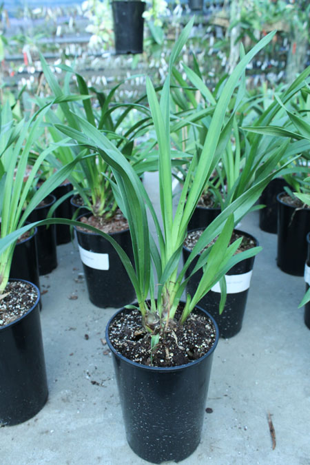 Cymbidium Kiwi Midnight.jpg