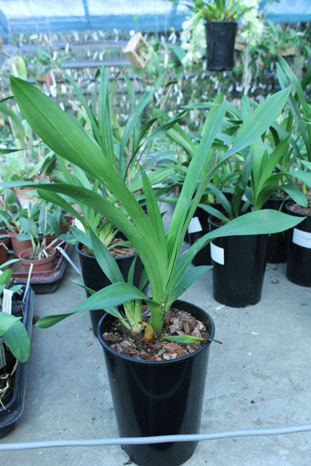 Cymbidium 'Vogel's Magic'.jpg