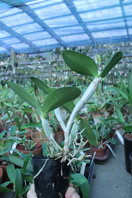 Cattleya violacea 'Icabaru' x 'Lea'.jpg