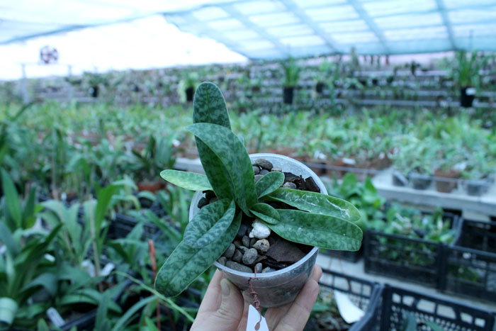 Paphiopedilum concolor.jpg