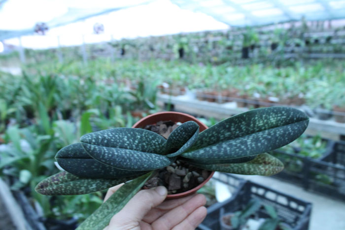 Paphiopedilum Magic Lantern (micranthum x delenatii).jpg