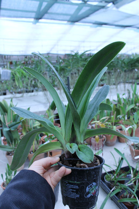 Paphiopedilum Lippewunder hybrid.jpg