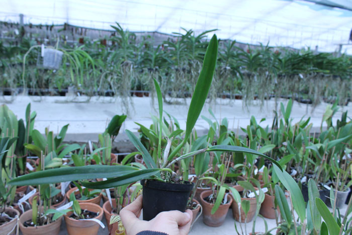 Brassavola flagellaris x Potinara Esther Costa 'Orange Fantasy'.jpg