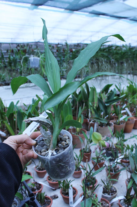 Catasetum pileatum 'Oro Verde'.jpg