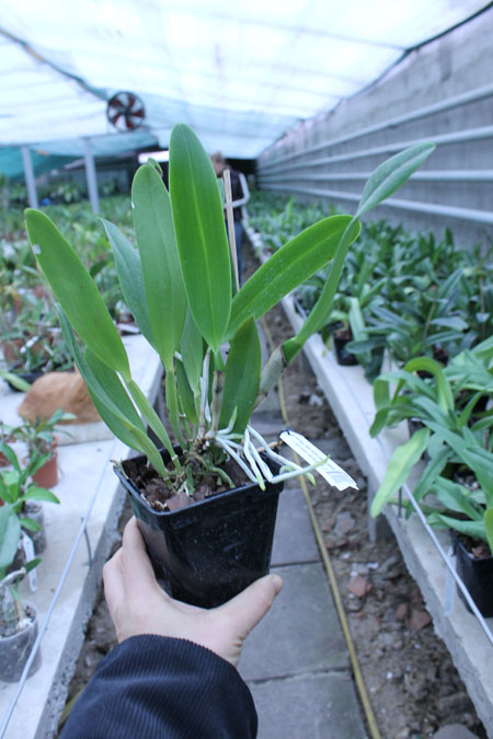 Cattleya quadricolor semi alba x Cattleya quadricolor semi alba 'Pompeu'.jpg