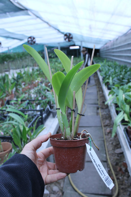 Cattleya mendelii semi-alba 'Carlos Arango' x self.jpg