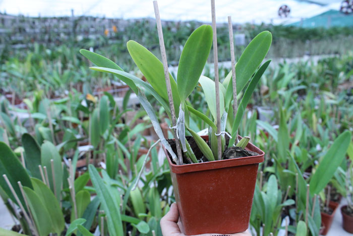 Cattleya mendelli concolor 'Bucaramanga' x SELF.jpg